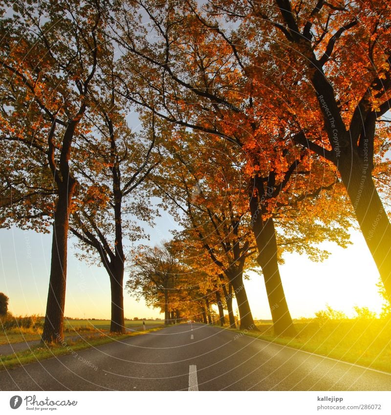 roadmovie Umwelt Natur Landschaft Klima Baum Feld Verkehr Verkehrswege Autofahren Straße Wege & Pfade Zukunft Landstraße Mittelstreifen herbstlich Allee