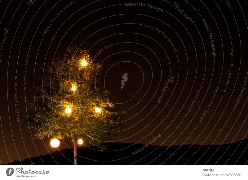 Vorreiter Nachtleben Party Veranstaltung Sommerfest Natur Baum Laubbaum Lichterkette Zeichen leuchten dunkel einfach Farbfoto Außenaufnahme Menschenleer