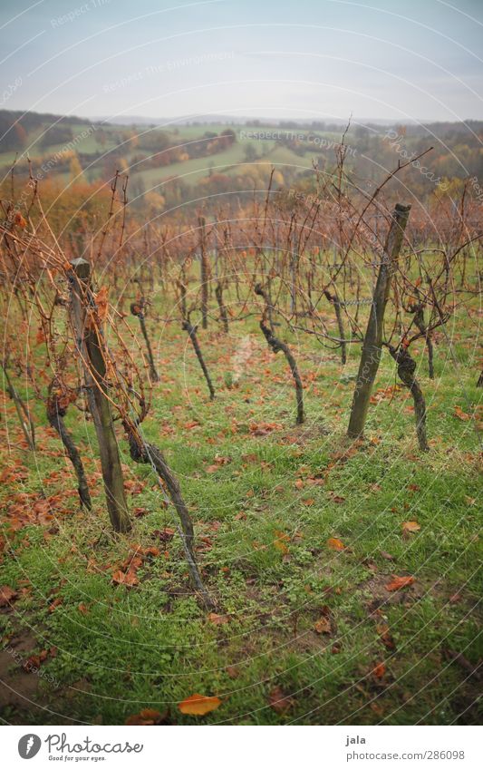 reben Umwelt Natur Landschaft Pflanze Himmel Herbst Gras Grünpflanze Nutzpflanze Wiese Feld Hügel natürlich braun grün Wein Farbfoto Außenaufnahme Menschenleer