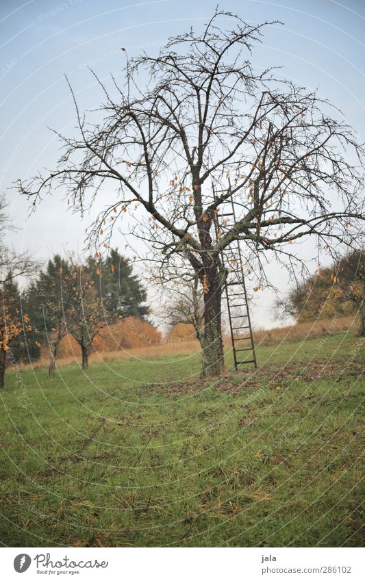 obstbaum Umwelt Natur Landschaft Pflanze Himmel Herbst Baum Gras Sträucher Grünpflanze Nutzpflanze Wildpflanze Garten Wiese natürlich braun grün Farbfoto