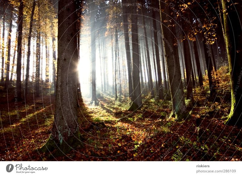 lichtdurchflutet Umwelt Natur Landschaft Pflanze Sonne Sonnenaufgang Sonnenuntergang Sonnenlicht Herbst Schönes Wetter Nebel Wald Stimmung ruhig Leben Reinheit