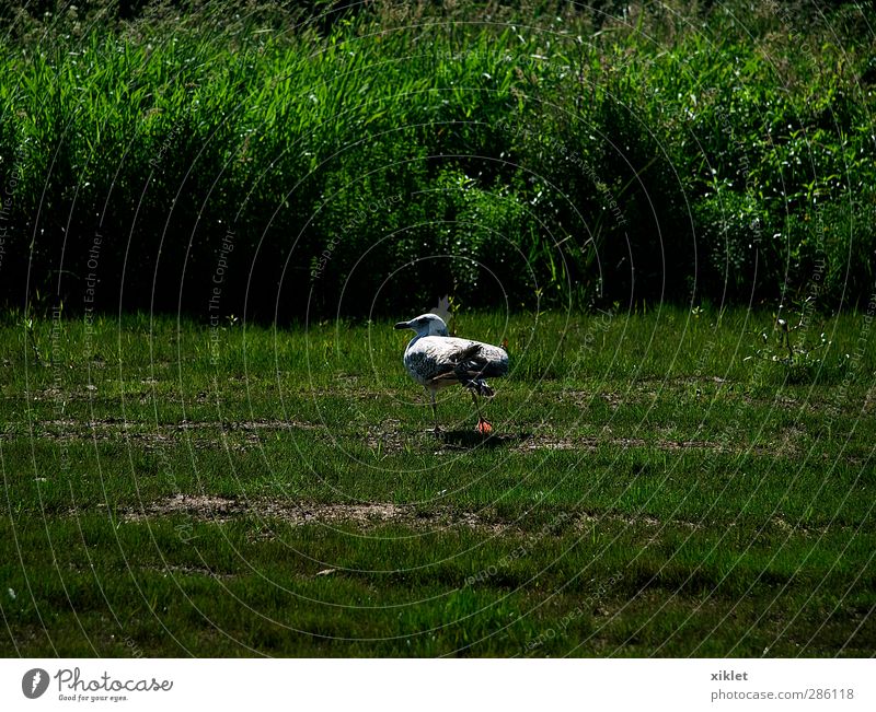 Möwe am Fluss Luft Wasser Feld Flussufer Vogel Flügel 1 Tier beobachten Bewegung gehen exotisch Freundlichkeit hoch wild grau grün weiß Freude Fröhlichkeit