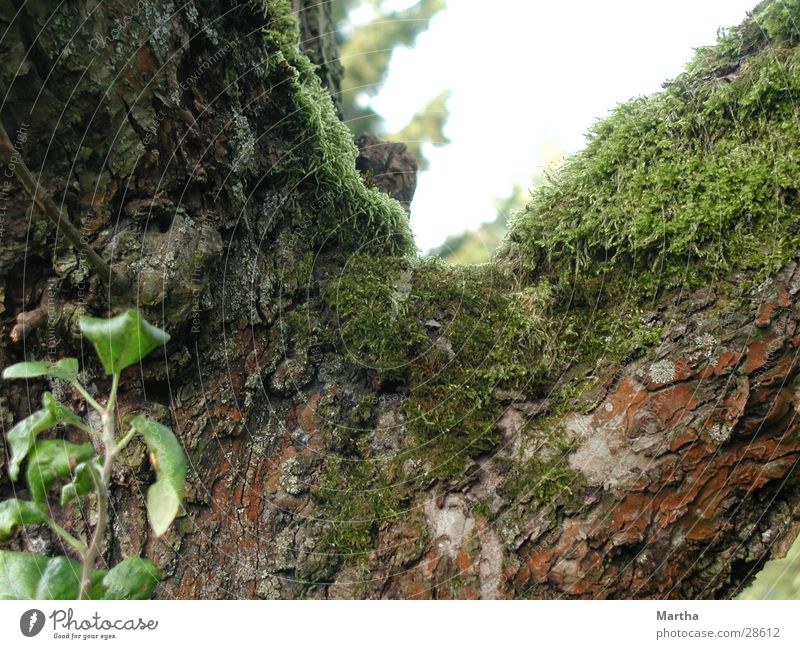 In die Jahre gekommen Baum Apfelbaum Baumrinde Baumstamm Fruchtholz Baumgabel