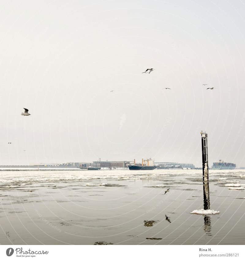 Eis auf der Elbe Wirtschaft Natur Winter Frost Schnee Fluss Hamburg Schifffahrt Containerschiff Frachter Vogel Möwe fliegen authentisch Handel Eisscholle