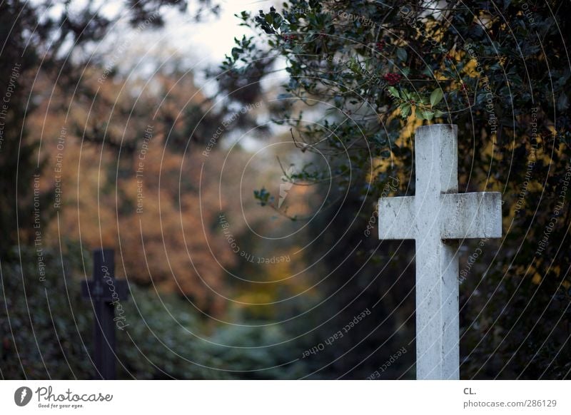 kreuze Natur Landschaft Herbst Pflanze Baum Sträucher dunkel kalt Mitgefühl trösten Glaube Traurigkeit Trauer Tod Religion & Glaube Unendlichkeit Verfall