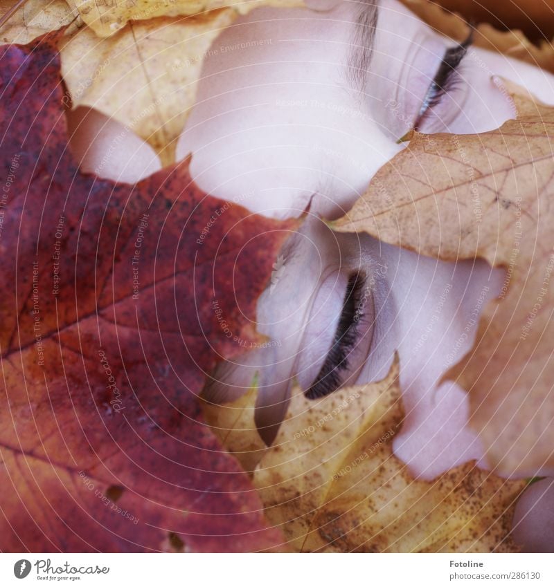 Erwachen Mensch feminin Kind Mädchen Haut Kopf Gesicht Auge Umwelt Natur Pflanze Herbst Blatt hell nah natürlich braun gelb rot Wimpern Augenbraue Zwinkern