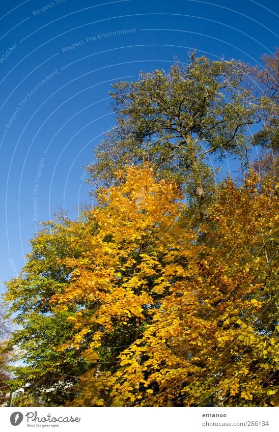 still fall Umwelt Natur Landschaft Pflanze Himmel Sonne Herbst Klima Wetter Baum Park Wald Wachstum natürlich schön blau gelb grün Blatt Laubbaum Ast Herbstlaub