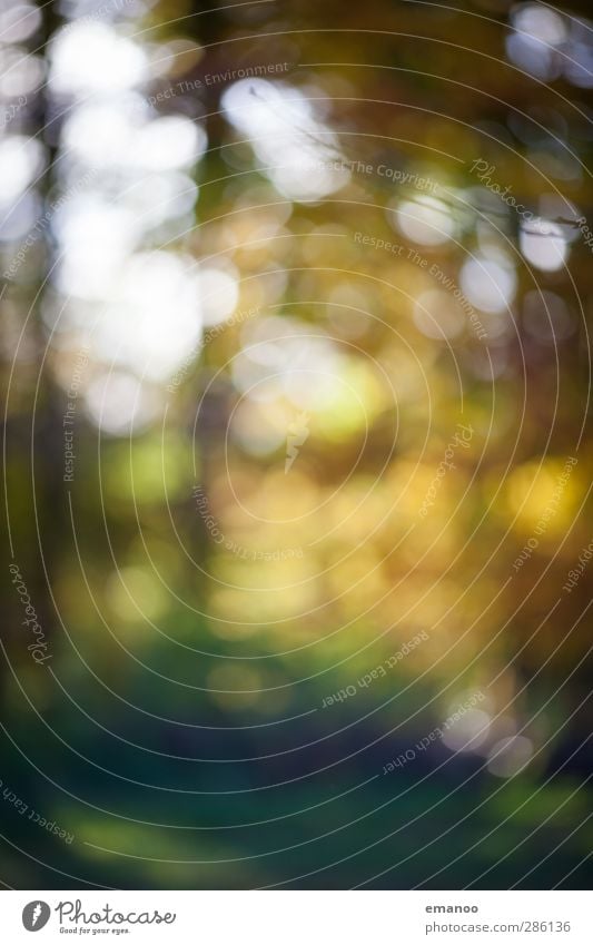 Herbstwald Ausflug Umwelt Natur Landschaft Himmel Sonne Sommer Klima Wetter Pflanze Baum Blatt Wald Urwald natürlich schön gelb grün Unschärfe Waldlichtung