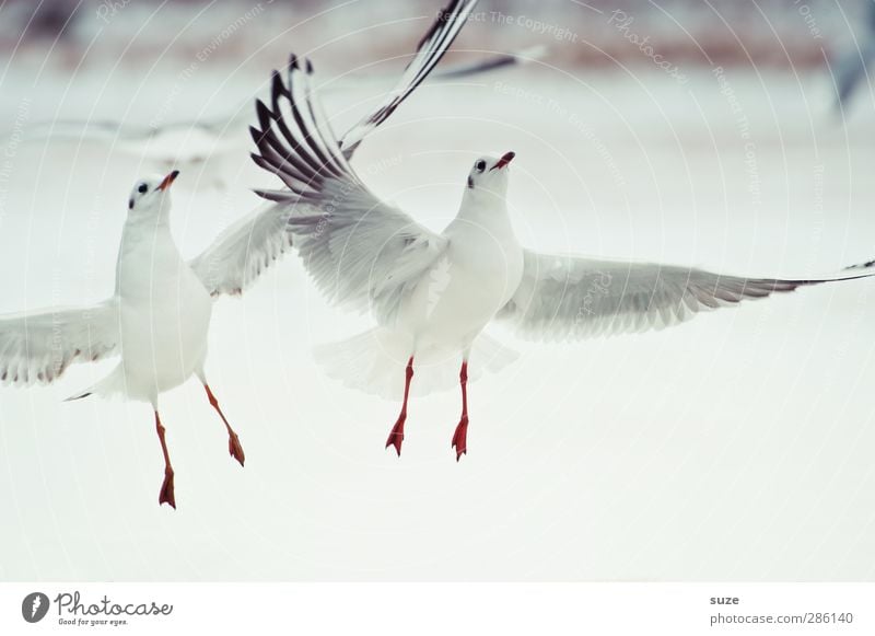 Flugshow Winter Tier Urelemente Luft Wildtier Vogel Flügel 2 Tierpaar hell wild weiß Möwe fliegend Möwenvögel Feder Rotschnabelmöwe tierisch Farbfoto mehrfarbig