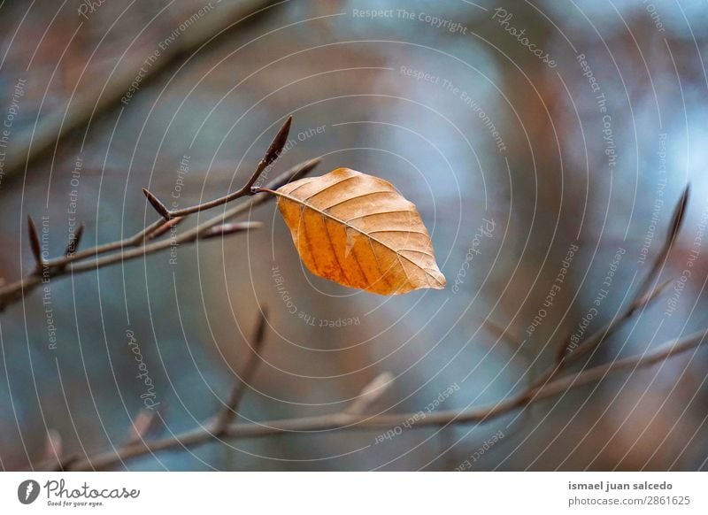 braune Baumblatttextur Ast Blatt Natur abstrakt Konsistenz Außenaufnahme Hintergrund Beautyfotografie zerbrechlich Herbst Winter