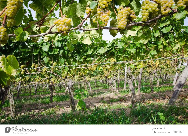 Terroir Weintrauben Sommer Gras Blatt Weinberg hängen grün Ordnungsliebe Reihe Weinbau gewachsen Ranke Gedeckte Farben Schatten Weitwinkel Stamm Natur