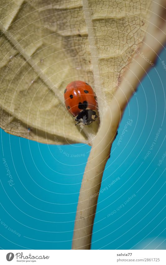 Ein jeder ist seines Glückes Schmied Marienkäfer Siebenpunkt-Marienkäfer Glück bringen krabbeln Blatt Leben Blattadern Symbole & Metaphern Wege & Pfade Kontrast