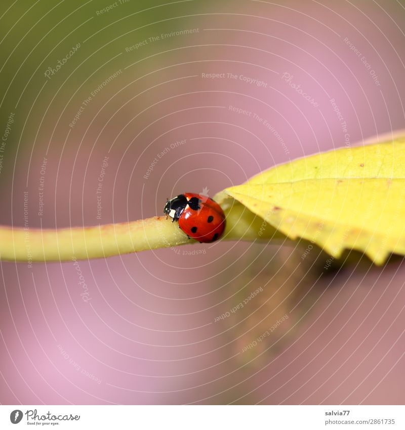 siebenpunkt Umwelt Natur Herbst Pflanze Blatt Herbstfärbung Garten Tier Käfer Marienkäfer Siebenpunkt-Marienkäfer Insekt 1 krabbeln klein niedlich positiv Wärme