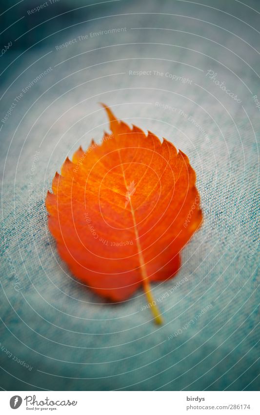 Herbstblatt Blatt Jeanshose leuchten liegen ästhetisch Freundlichkeit positiv blau orange Farbe rein Herbstlaub 1 intensiv Farbfoto Außenaufnahme Nahaufnahme