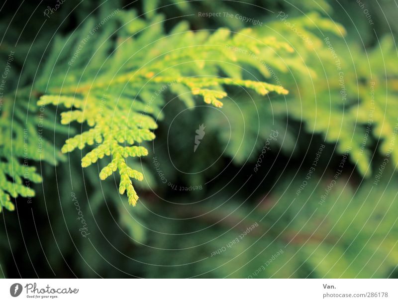 Abzweigung Natur Pflanze Baum Zweig Tannennadel Konifere Garten frisch grün Farbfoto mehrfarbig Außenaufnahme Menschenleer Tag Schatten Schwache Tiefenschärfe