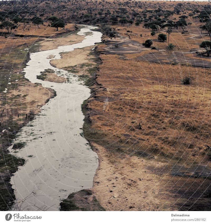 Tarangire River Ferien & Urlaub & Reisen Abenteuer Safari Camping Umwelt Natur Landschaft Pflanze Tier Erde Wasser Sommer Herbst Klima Sträucher Flussufer