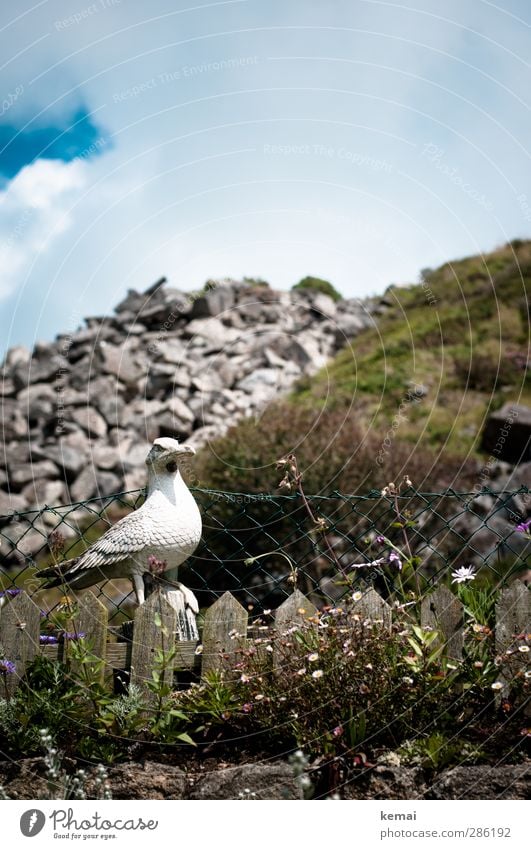 Vogelscheuche Umwelt Natur Landschaft Pflanze Himmel Wolken Sommer Schönes Wetter Blume Sträucher Garten Hügel Felsen Möwe Figur Zaun Gartenzaun Blick sitzen