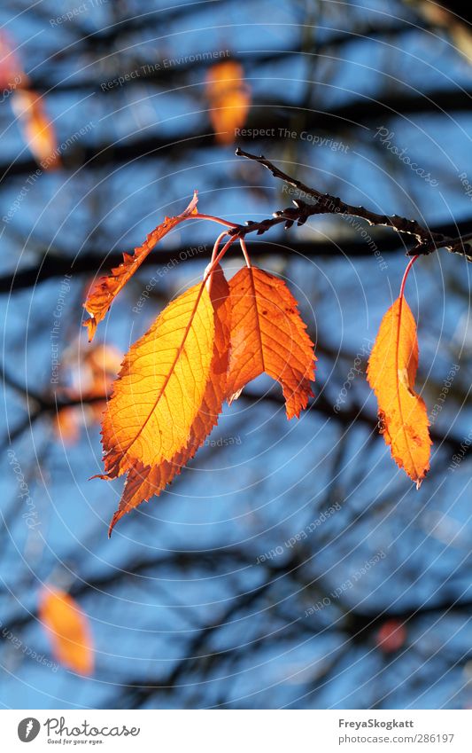 Herbstlich Natur Pflanze Himmel Sonnenlicht Wetter Schönes Wetter Blatt Wald berühren ästhetisch Glück natürlich blau gelb orange Zufriedenheit Freundschaft