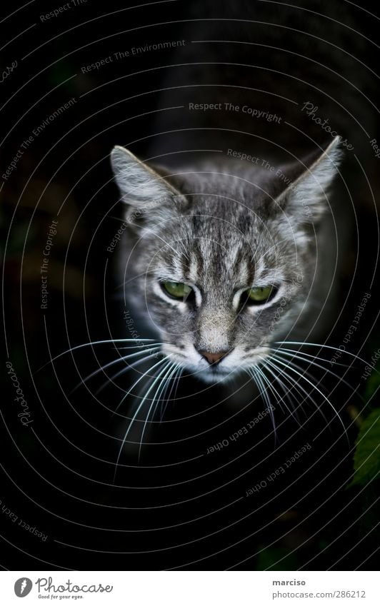 greeneye Haustier Katze Tigerkatze Hauskatze 1 Tier schön listig niedlich klug wild grün Tierliebe Neugier Interesse Farbfoto Außenaufnahme Tag Totale