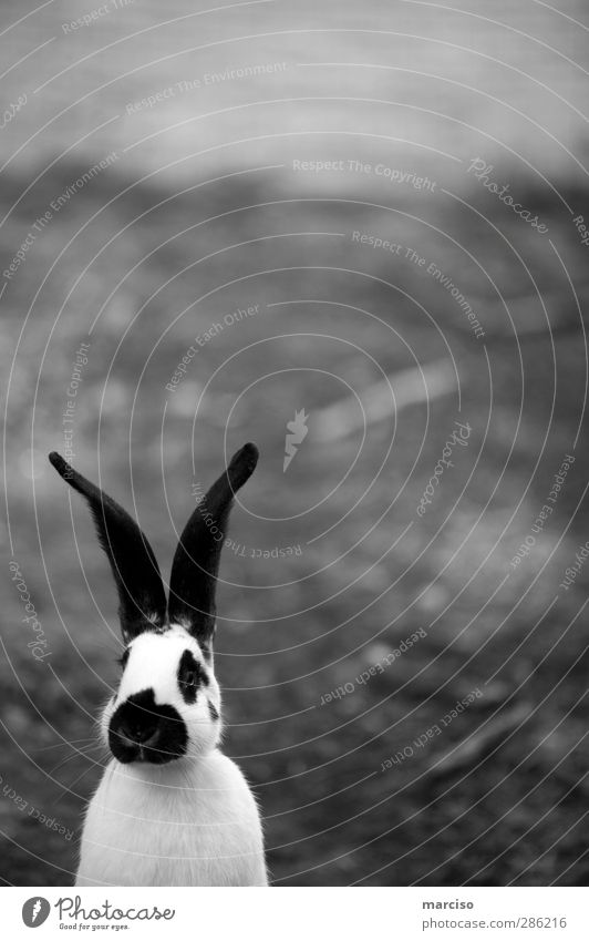 Osterhase Tier Haustier Nutztier Tiergesicht Streichelzoo Hase & Kaninchen Ostern Osternest 1 niedlich Sympathie Tierliebe Freizeit & Hobby Freude Kindheit