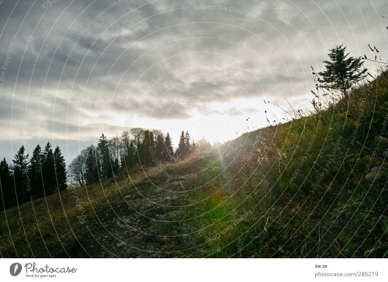 Licht! Landschaft Sonnenaufgang Sonnenuntergang Herbst Wetter Baum Wiese Alpen Berge u. Gebirge Tirolerkogel Alm leuchten wandern bedrohlich dunkel kalt grau