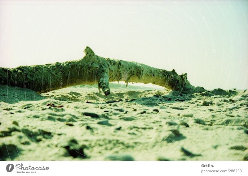 Strandgut Natur Landschaft Sand Himmel Sommer Herbst Schönes Wetter Baumstamm Küste alt kaputt natürlich grün ruhig Einsamkeit stagnierend Verfall