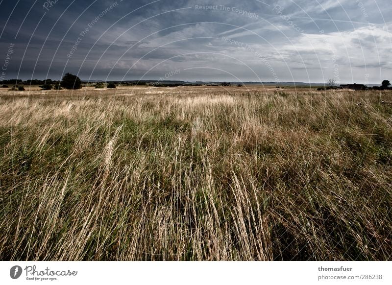 Nordwind Ferien & Urlaub & Reisen Ferne Freiheit Sommer Strand Meer Insel Natur Landschaft Himmel Wolken Horizont Wetter Wind Baum Gras Sträucher Wiese Feld