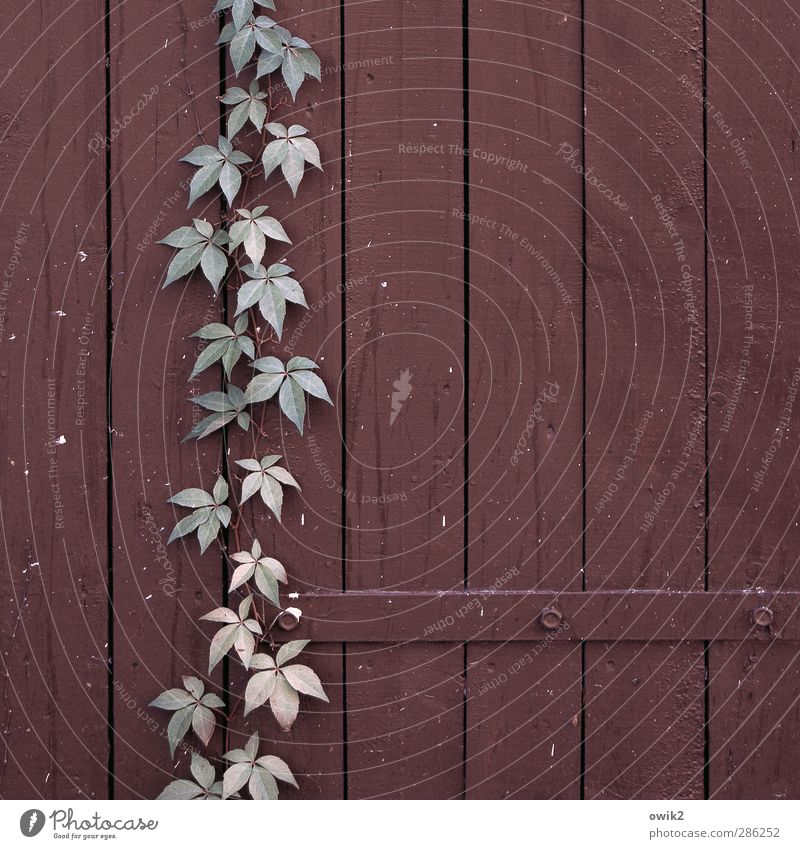 Free Climbing Natur Pflanze Blatt Wildpflanze Efeu Wurzelkletterer Ranke Tür Scharnier Schraube Holztür einfach fest nah natürlich viele blau braun rosa Kraft