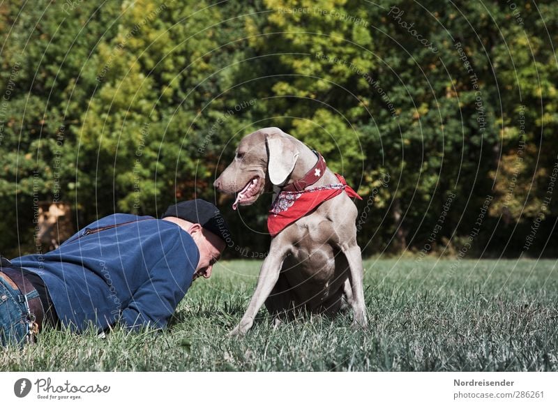 Mann mit einem Weimaraner Hund entspannt auf einer Wiese Lifestyle Freude Leben Wohlgefühl Erholung Mensch Erwachsene 1 45-60 Jahre Schönes Wetter Wald Tier