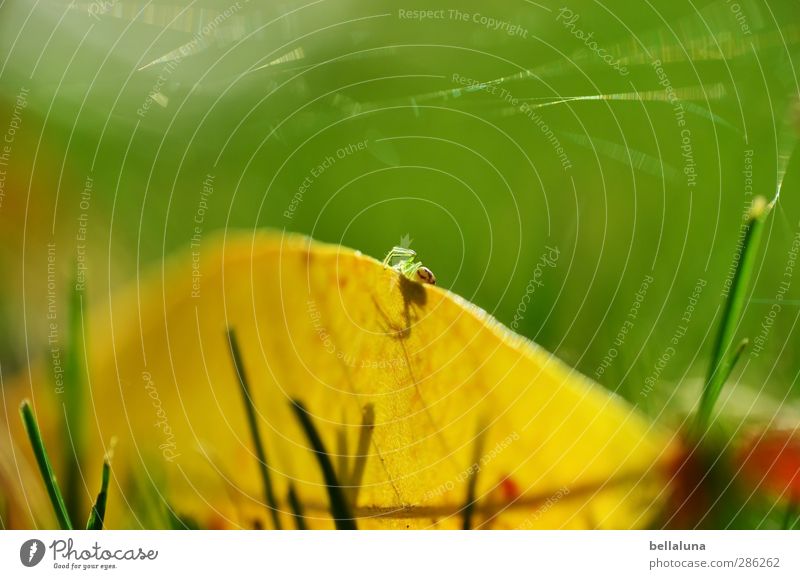 Altweibersommer Natur Pflanze Tier Herbst Wetter Schönes Wetter Gras Blatt Garten Park Wiese Wildtier Spinne 1 krabbeln sitzen gelb grün rot Indian Summer