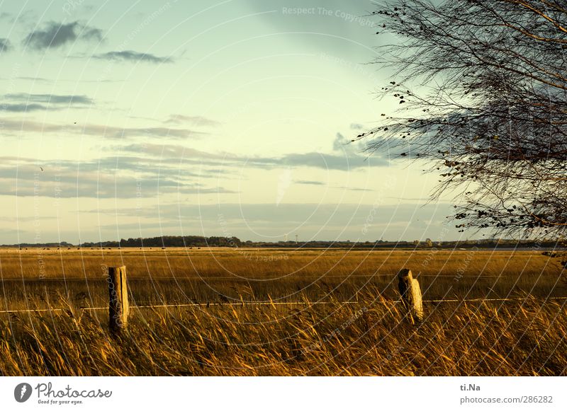 plattes Land - weites Land Umwelt Natur Landschaft Himmel Wolken Herbst Baum Gras Sträucher gelb grau türkis weiß Dithmarschen Speicherkoog Nordseeküste