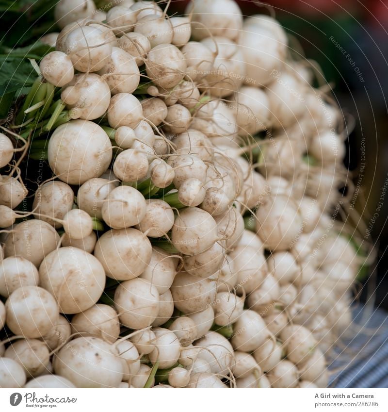 Ernte Dank Lebensmittel Gemüse Radieschen Bioprodukte Vegetarische Ernährung Diät frisch Gesundheit viele Bündel rund Scharfer Geschmack Gedeckte Farben