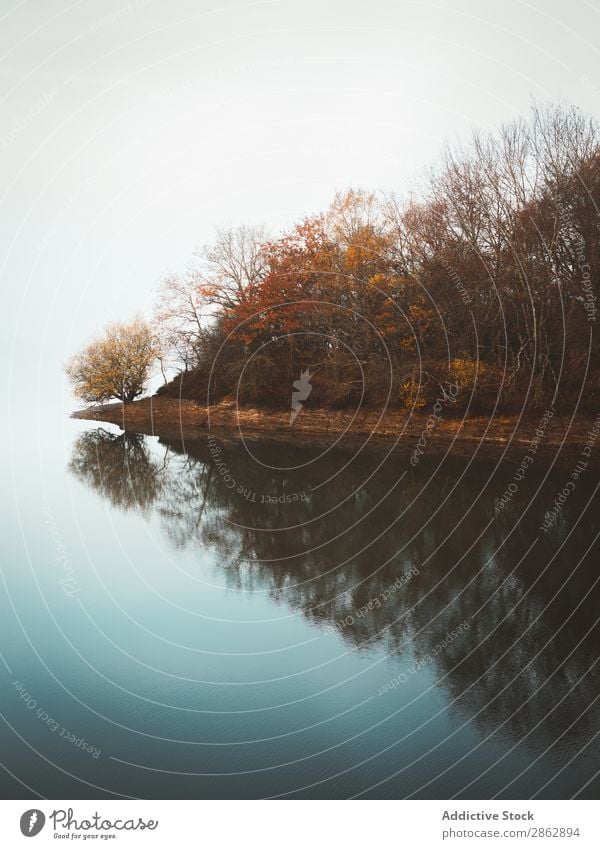 Ruhiges Wasser des Sees im Nebel Herbst Wald Baum friedlich abgelegen Stille Licht Stimmung stumm ruhig Stillleben geheimnisvoll Landschaft Außenaufnahme Blatt