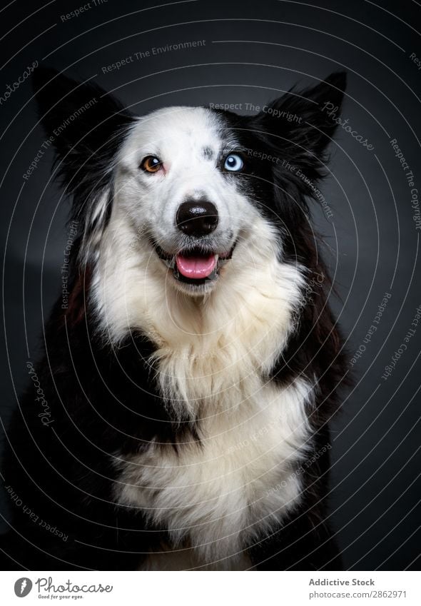 Lustiger Hund mit anderen Augen lustig Heterochromie Haustier niedlich außergewöhnlich Border Collie reizvoll Tier heimisch Säugetier Reinrassig pelzig flockig