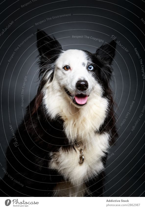 Lustiger Hund mit anderen Augen lustig Heterochromie Haustier niedlich außergewöhnlich Border Collie reizvoll Tier heimisch Säugetier Reinrassig pelzig flockig