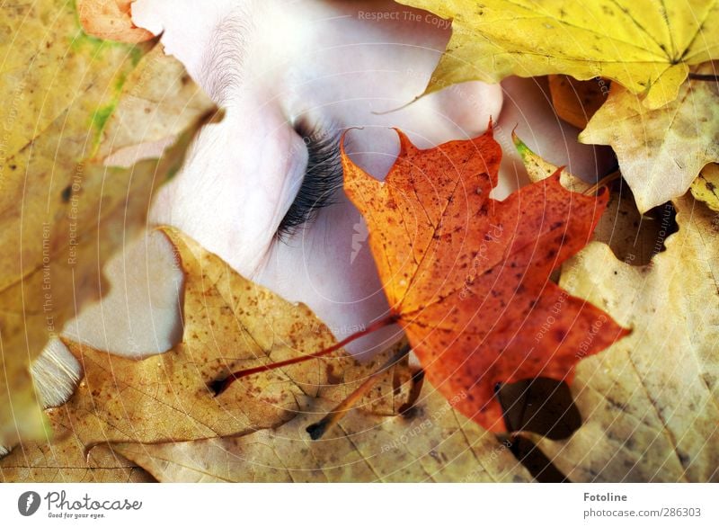 Herbstschlaf II Mensch feminin Kind Mädchen Kindheit Haut Kopf Gesicht Auge Nase Umwelt Natur Pflanze Schönes Wetter Blatt hell nah natürlich Wimpern Augenbraue