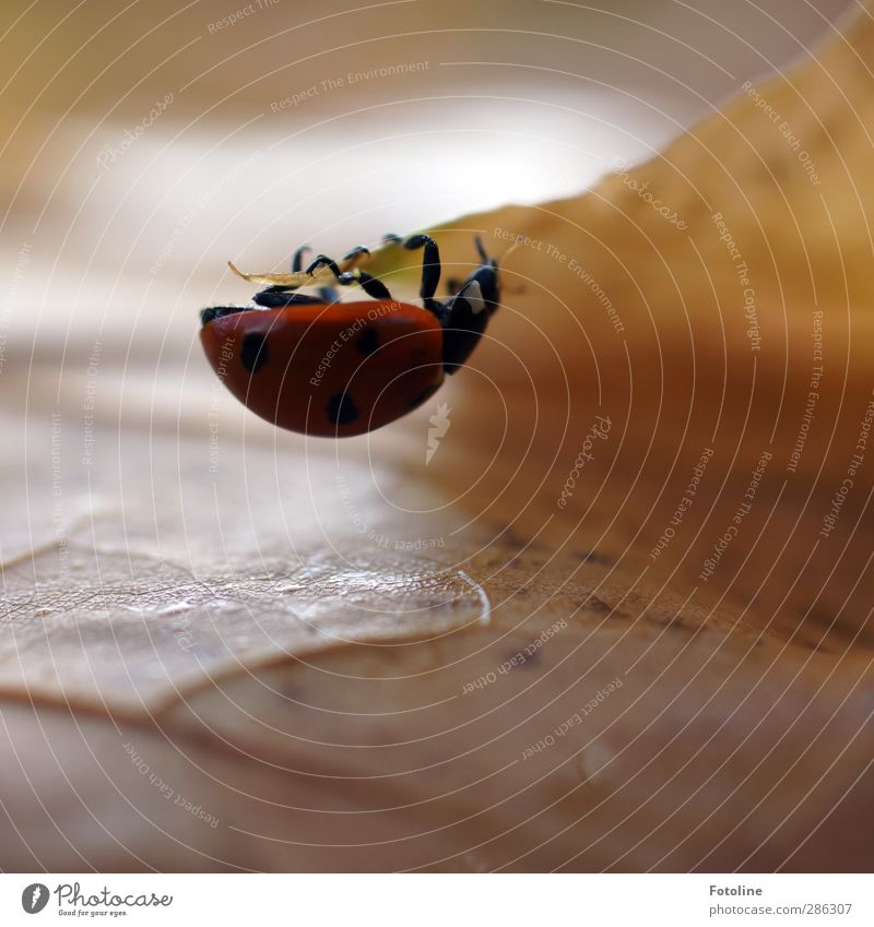 Käfer-Fitnesscenter Umwelt Natur Pflanze Tier Herbst Blatt Wildtier Tiergesicht klein natürlich stark braun rot schwarz Marienkäfer Beine Insekt herbstlich