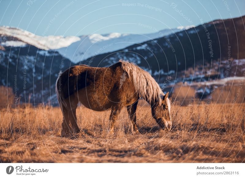 Wildpferdweide auf einem Feld in der Nähe von Hügeln Pferd weidend cerdanya Frankreich Wiese wild Berge u. Gebirge Sonnenuntergang schön Mähne Tier Natur