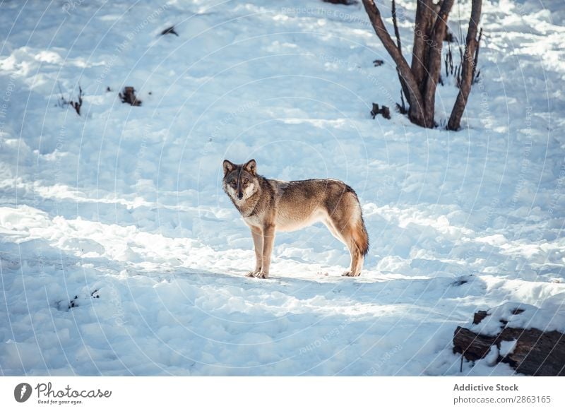 Wolf auf einem Hügel in der Nähe von Steinen und Schnee Baum Winter die Winkel Pyrenäen Frankreich wild Wald Schönes Wetter Felsen Ausflug Frost grün gefährlich