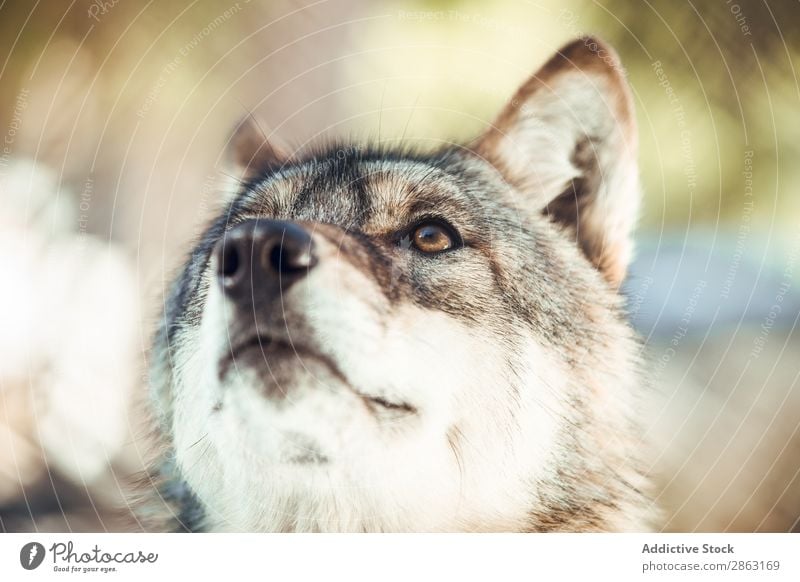 Wolf auf einem Hügel in der Nähe von Steinen und Schnee Baum Winter die Winkel Pyrenäen Frankreich wild Wald Schönes Wetter Felsen Ausflug Frost grün gefährlich