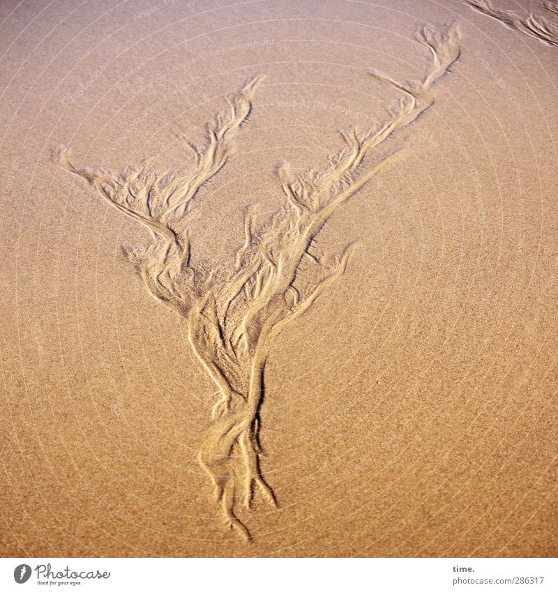 Lebenslinien Sand Wasser Herbst Schönes Wetter Küste Strand Ebbe Gezeiten Bewegung Flüssigkeit gelb gold Gelassenheit Geschwindigkeit Zufriedenheit Inspiration