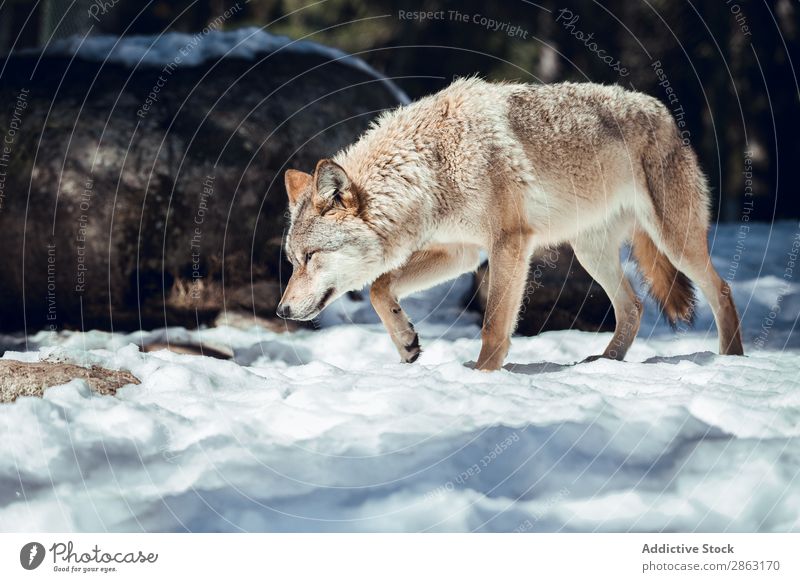 Wolf auf einem Hügel in der Nähe von Steinen und Schnee Baum Winter die Winkel Pyrenäen Frankreich wild Wald Schönes Wetter Felsen Ausflug Frost grün gefährlich