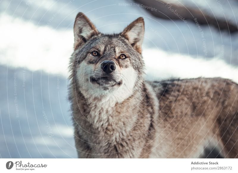 Wolf auf einem Hügel in der Nähe von Steinen und Schnee Baum Winter die Winkel Pyrenäen Frankreich wild Wald Schönes Wetter Felsen Ausflug Frost grün gefährlich