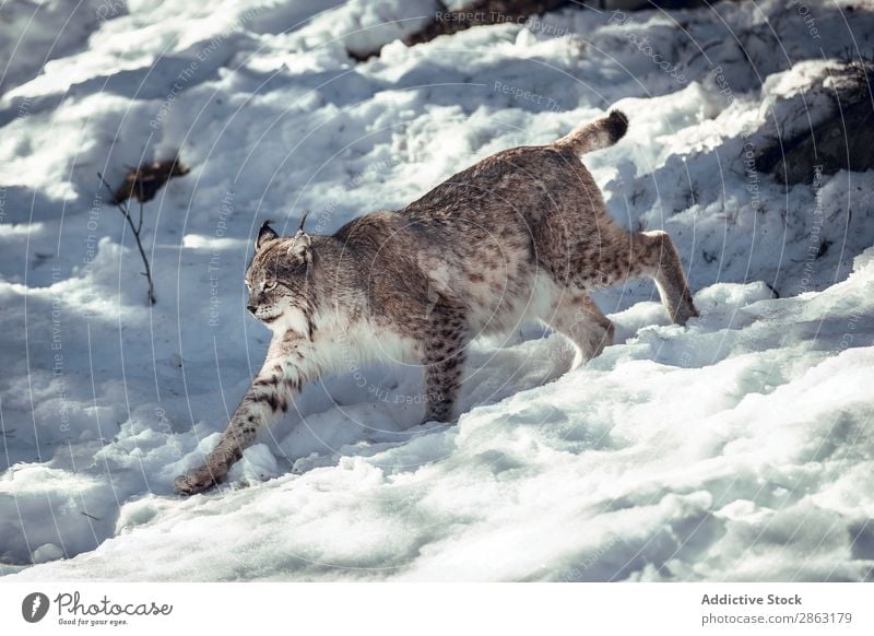 Luchs auf einem Hügel in der Nähe von Steinen und Schnee Winter die Winkel Pyrenäen Frankreich gefährlich wild Schönes Wetter Felsen Ausflug Frost Holz rennen