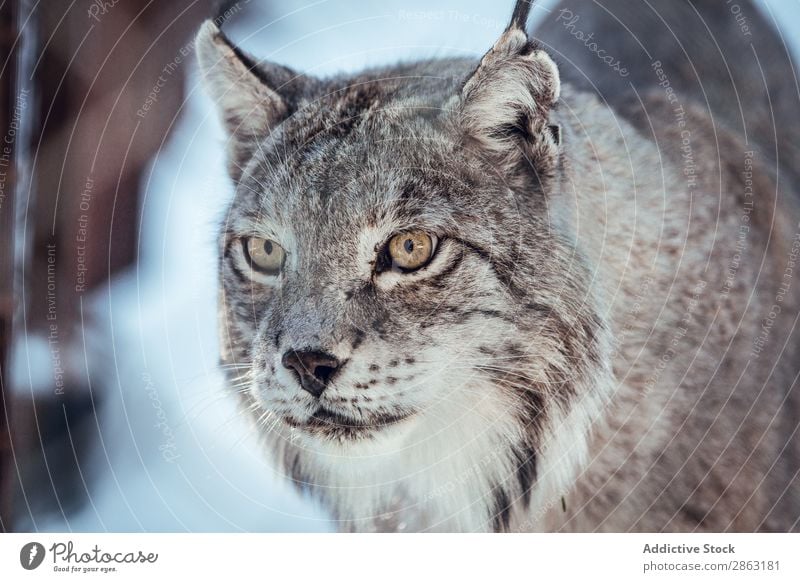 Luchs auf einem Hügel in der Nähe von Steinen und Schnee Winter die Winkel Pyrenäen Frankreich gefährlich wild Schönes Wetter Felsen Ausflug Frost Holz rennen