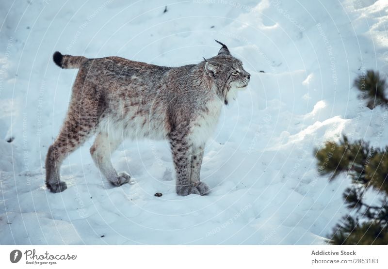 Luchs auf einem Hügel in der Nähe von Steinen und Schnee Winter die Winkel Pyrenäen Frankreich gefährlich wild Schönes Wetter Felsen Ausflug Frost Holz rennen