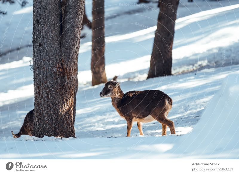 Wildschafe auf der Weide zwischen Bäumen und Schnee Schaf Baum Winter Wald die Winkel Pyrenäen Frankreich wild Herde weidend Schönes Wetter Ausflug Frost grün