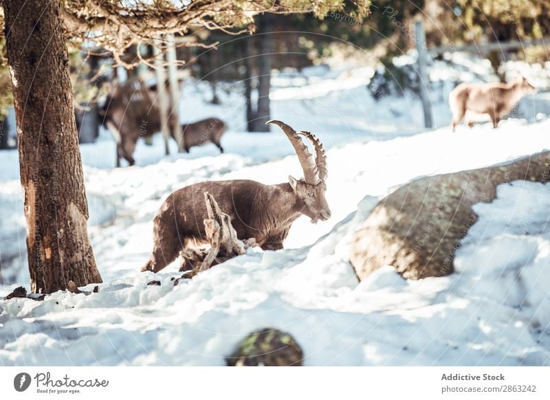 Wilde Ziegen, die in der Nähe eines Baumes zwischen Schnee weiden. Winter Wald die Winkel Pyrenäen Frankreich wild weidend Schönes Wetter Ausflug Frost grün