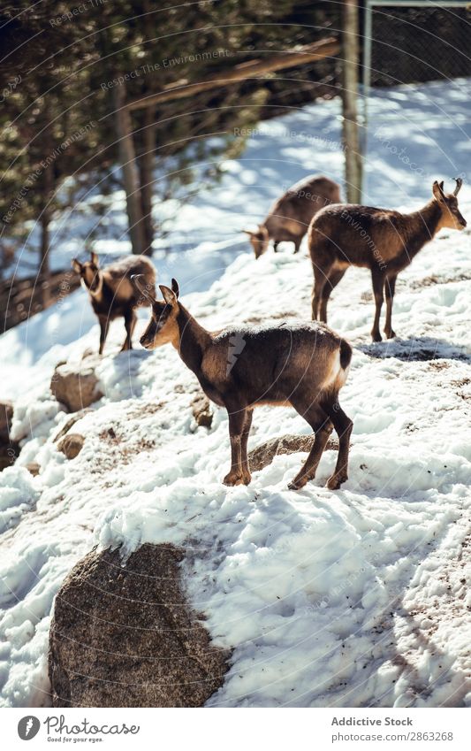 Ziegen, die auf einem Hügel zwischen Schnee weiden. Winter die Winkel Pyrenäen Frankreich wild Herde weidend Wald Berge u. Gebirge Schönes Wetter Ausflug Frost