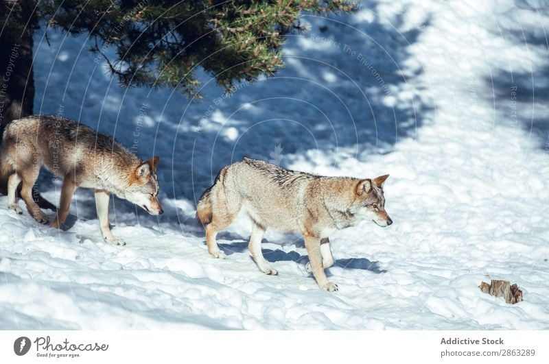 Wolf auf einem Hügel in der Nähe von Steinen und Schnee Baum Winter die Winkel Pyrenäen Frankreich wild Wald Schönes Wetter Felsen Ausflug Frost grün gefährlich